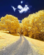 Gingko Biloba Tree Seeds to Plant - Edible Leaves Promote Memory and Vigor - Ginko Seeds