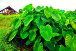 3 Elephant Ears Bulb for Planting - 2-3 Inch Wide Bulb to Grow Giant Tropical Colocasia - Made in USA