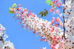 Pink Shower Tree Seeds for Planting (10 Seeds) - Cassia grandis