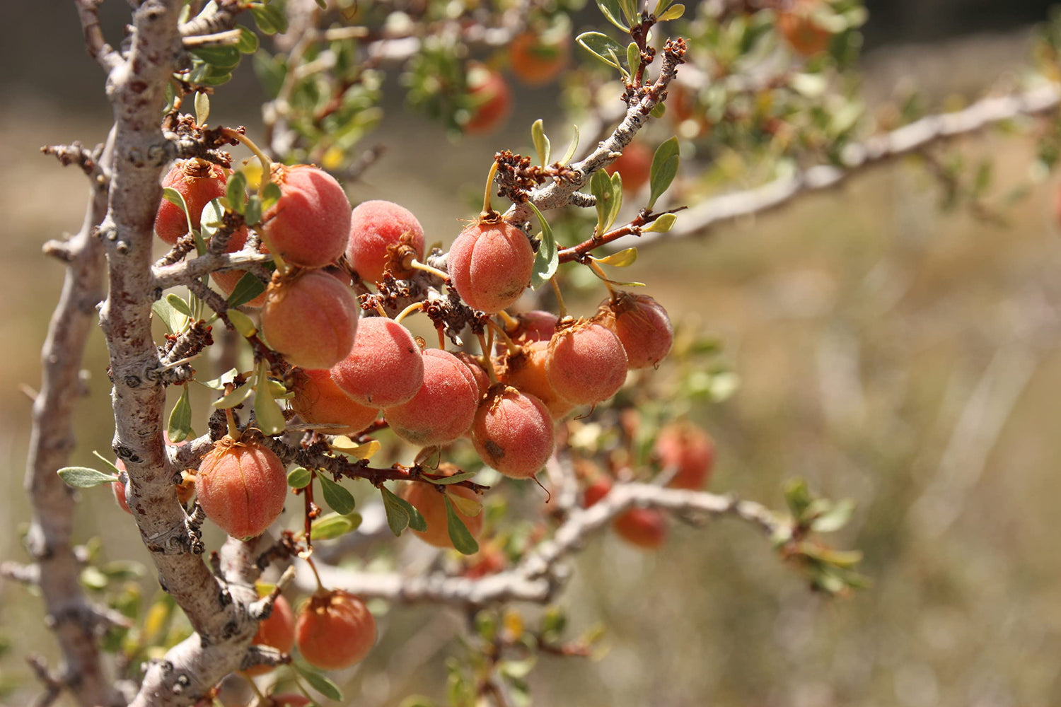 Desert Peach Bush Seeds for Planting (5 Seeds) - Prunus andersonii