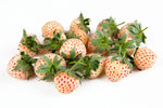 Pineberry Plants - Grow White Strawberries - Bare Root Plants