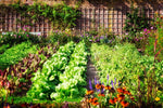 Vegetable Garden Seed Kit