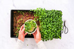 Home Broccoli Microgreens Growing Kit, Grow Fresh Micro Greens Indoors Every Week, Easy Setup, Just Add Water. includes Microgreens Tray, Microgreens Seeds. 100% Guaranteed to Grow.