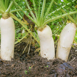 Earthquake Radish Seeds | 100+ Seeds | Great for Breaking up Hard Soil. Grow Your Own Food, Delicious