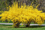 Weeping Forsythia Bush Seeds for Planting (50 Seeds) - Forsythia suspensa - Stunning Yellow Blooms