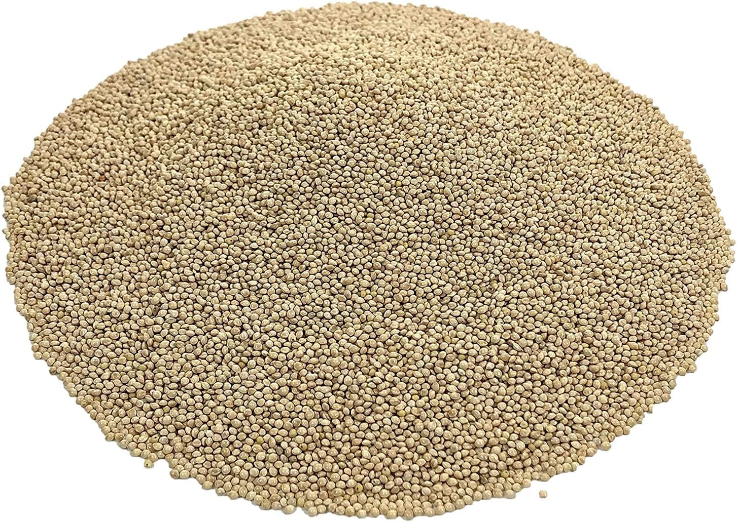 CZ Grain Premium White Millet Proso Seeds - Bulk Seeds, Bird Feed, Wild Bird Food (10 Pounds)