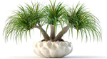 10 Ponytail Palm Bonsai Seeds for Planting - Beaucarnea Recurvata - Excellent Indoor Plant
