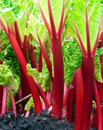 50+ Victoria Rhubarb Crown Seeds for Planting - Red Swiss Chard Vegetable Seed - Comes Back Every Year USA