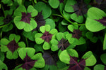 Shamrock Bulbs for Planting - 20 Heathy Bulbs - Lucky Shamrocks to Grow, Great Indoors or Outdoors. Oxalis Iron Cross