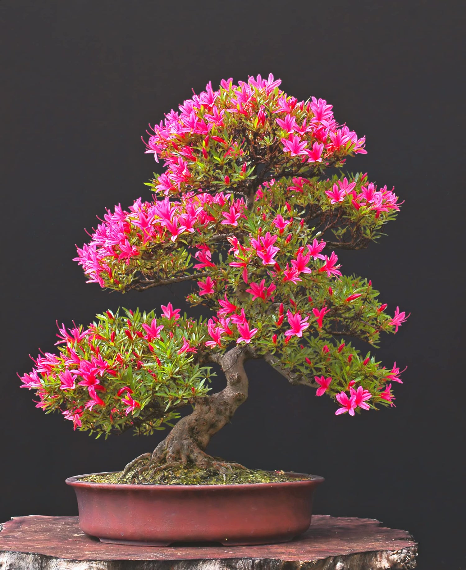 Bonsai Tree Seeds - Pink Azalea - 30 Seeds