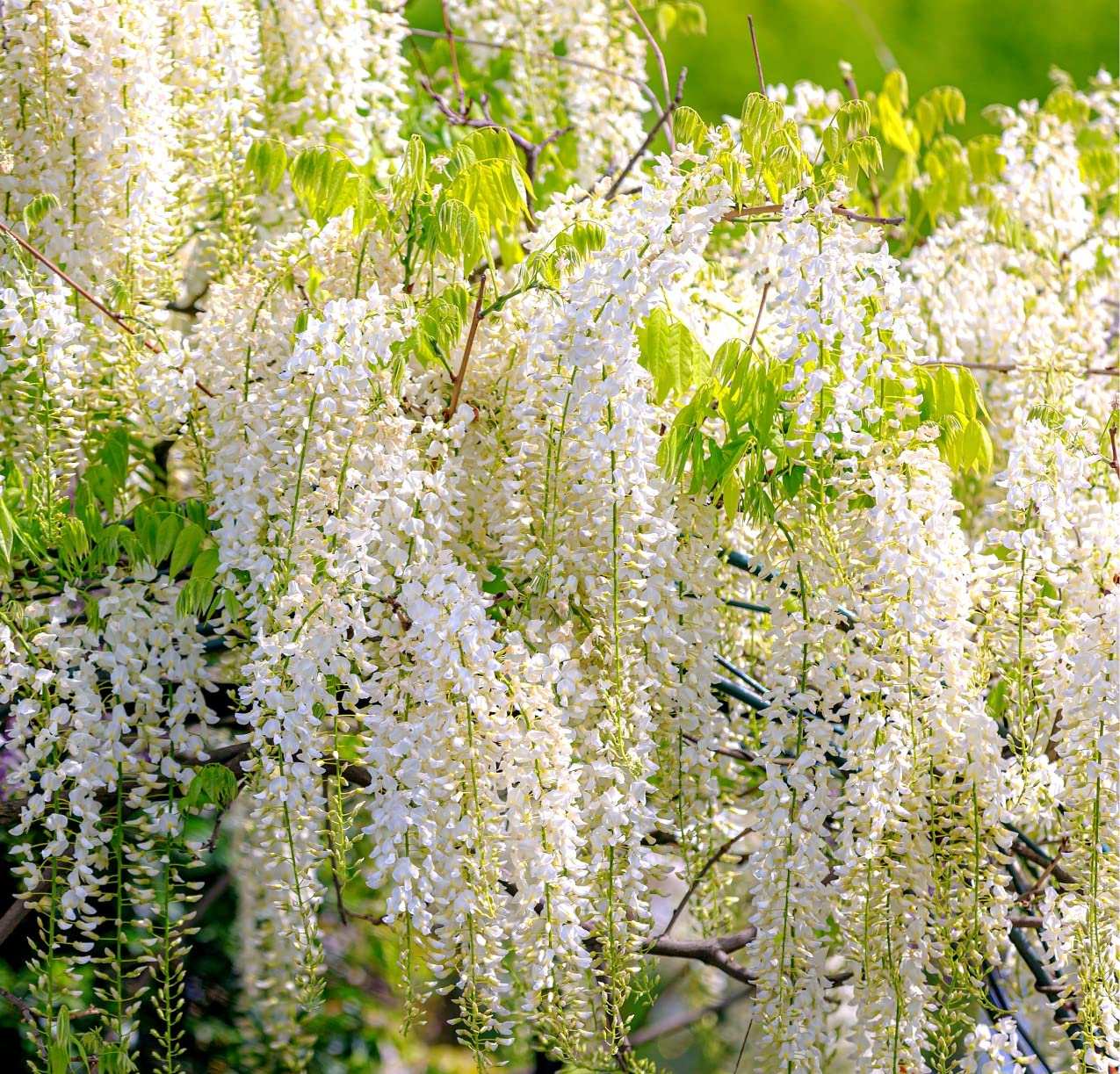 5 White Wisteria Seeds for Planting - Wisteria sinensis Alba - 5 Rare Seeds, Popular for Bonsai