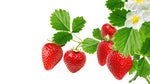 12 Ozark Beauy Strawberry Plants to Grow - Iconic Strawberry Variety - Bare Root Plants