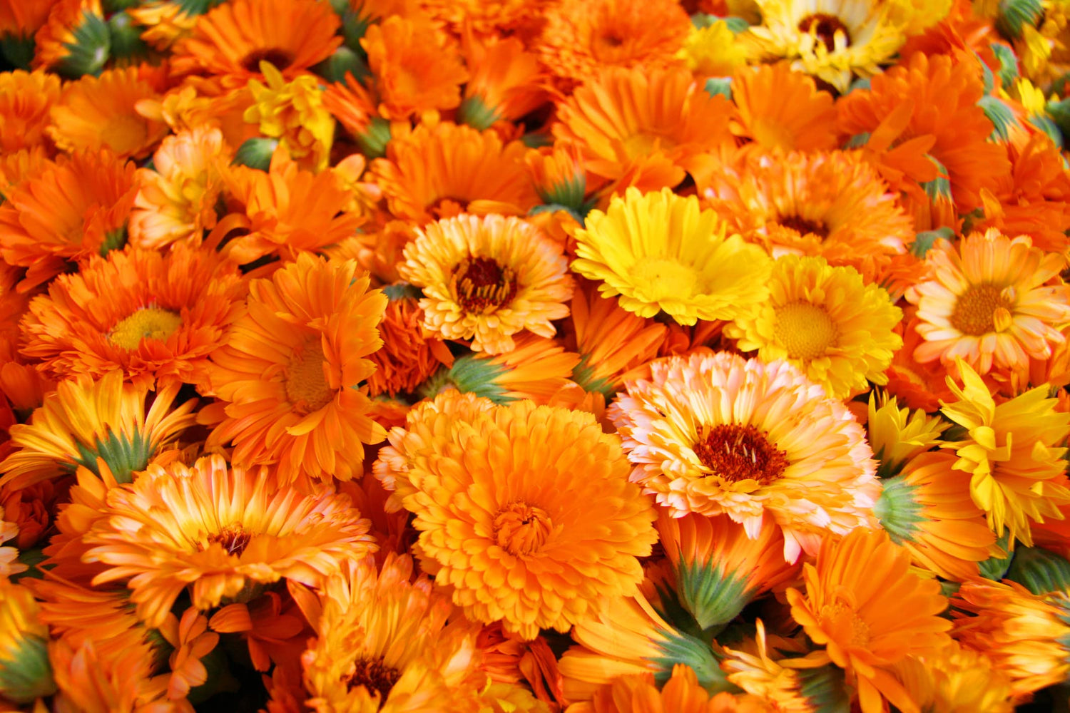 250+ Calendula Seeds for Planting - Pacific Beauty Mix - Made in USA
