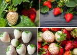 Double The Color Strawberry Duo Packet - 100 Red Straberry Seeds + 100 White Strawberry Seeds to Plant