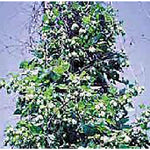 Hops Seeds (20+ Seeds) | Non GMO | Vegetable Fruit Herb Flower Seeds for Planting | Home Garden Greenhouse Pack