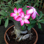 Adenium obesum Mixed Colours - Desert Rose Mixed Colours - 10 Seeds
