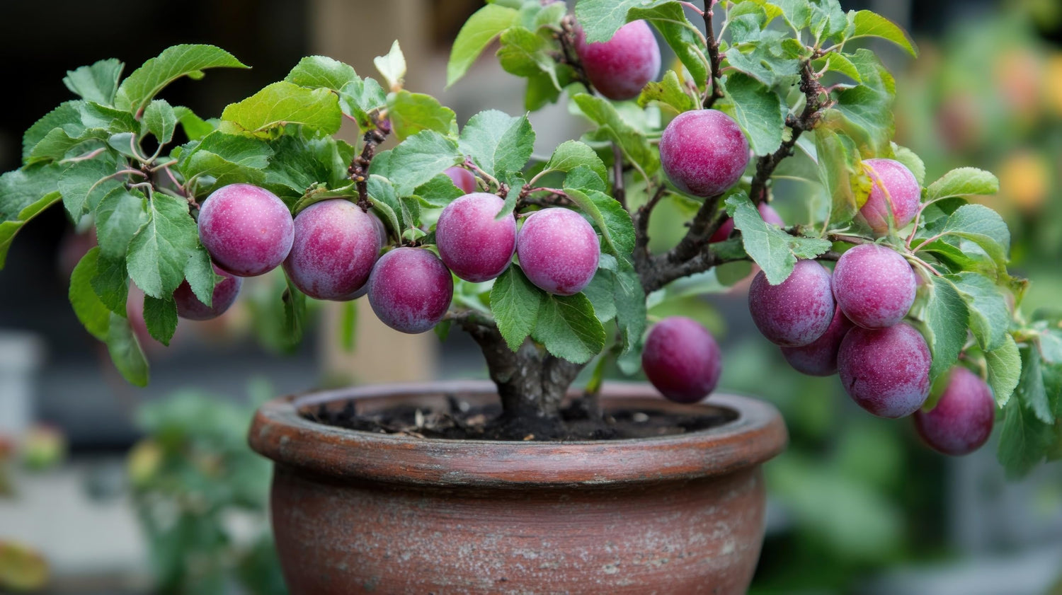 American Plum Bonsai Tree Seedling for Planting - Well Rooted 1 Yr. Seedling