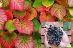 Crimson Glory Grape Vine Seeds for Planting - Stunning Red Variagated Leaf Vine with Fruits