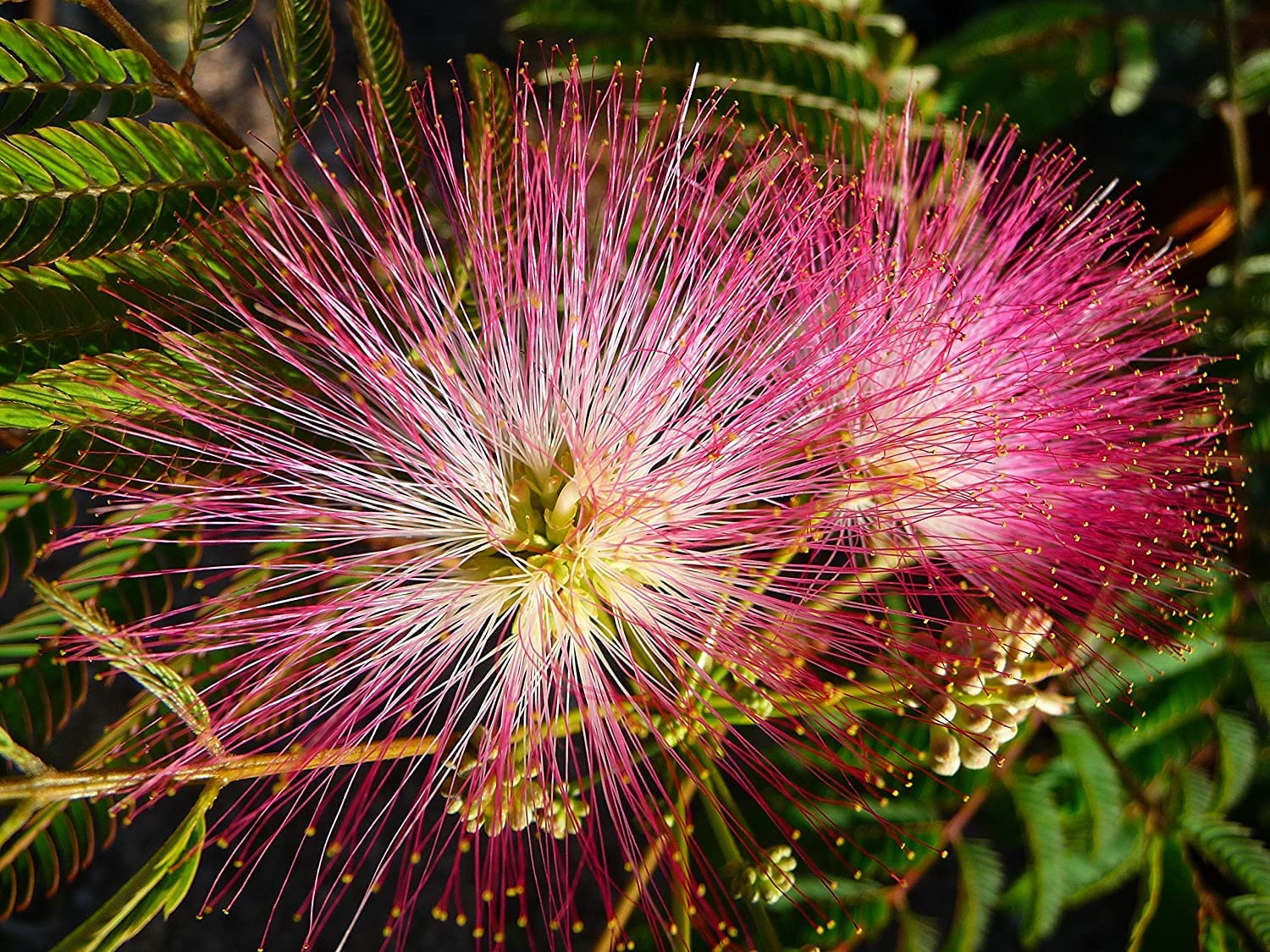 20 Albizia Julibrissin Mimosa Bonsai Tree Seeds for Planting - Persian Pink Silk Tree - Ships from Iowa, USA