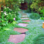 500 Irish Moss Seeds for Planting - Grow Stunning Ground Cover That Blooms Attractive White Flowers