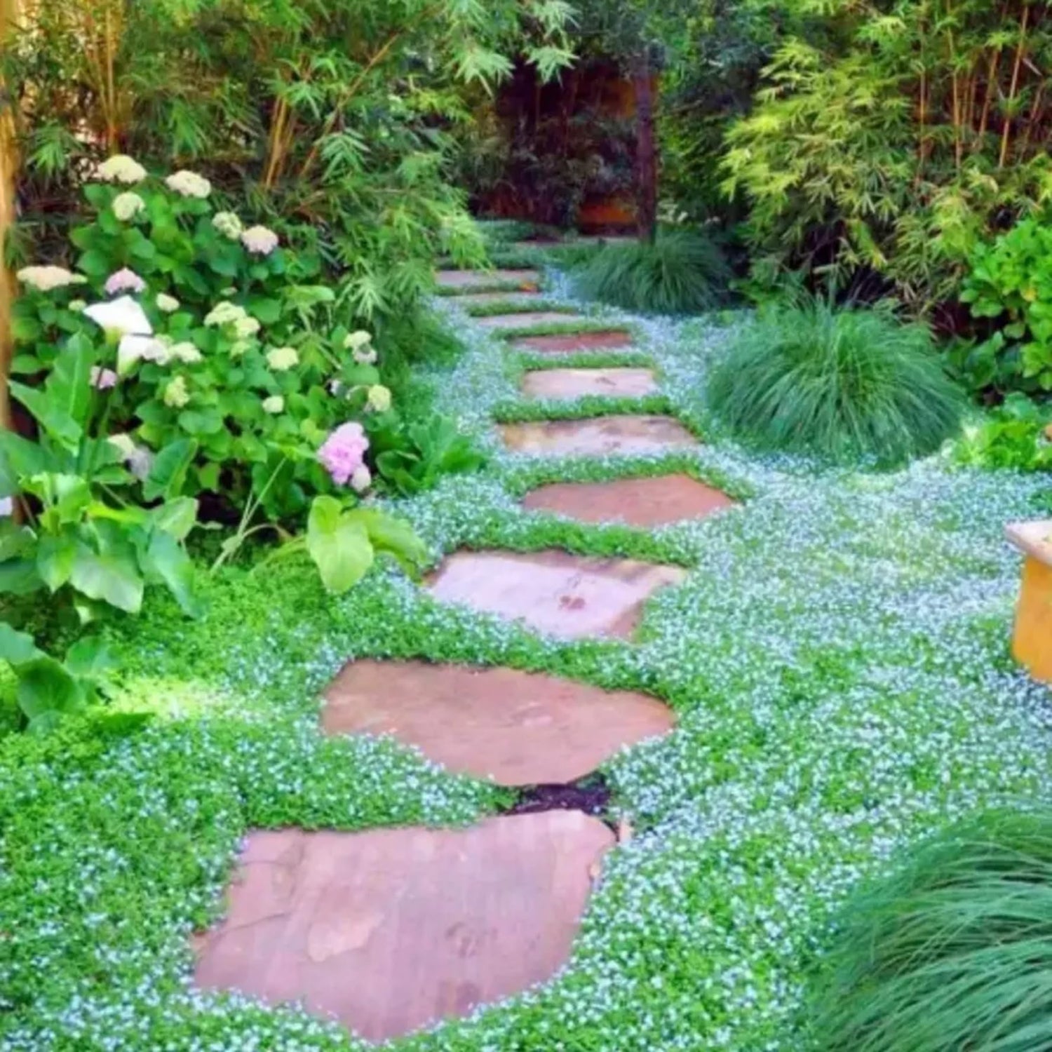 500 Irish Moss Seeds for Planting - Grow Stunning Ground Cover That Blooms Attractive White Flowers