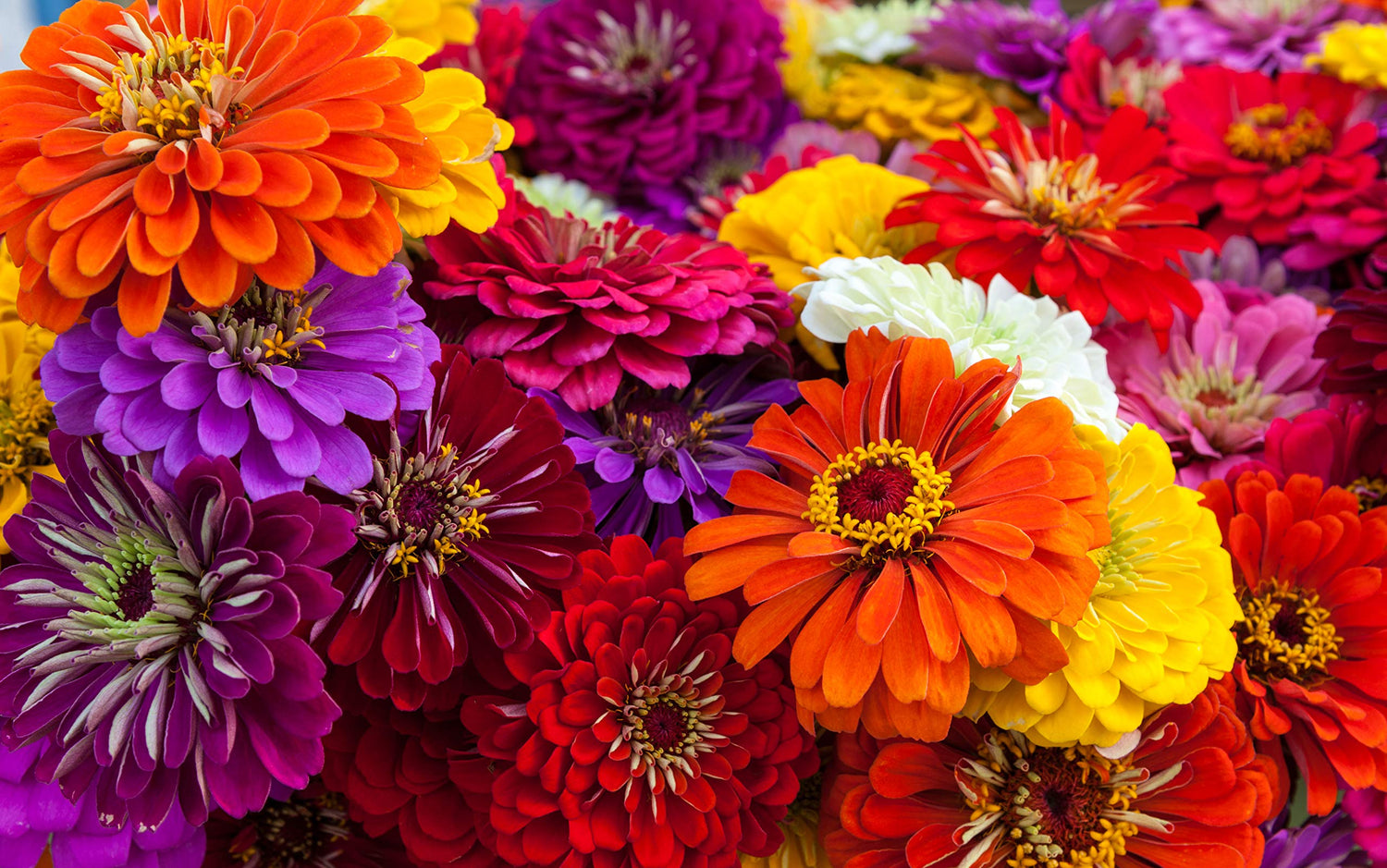 Giant California Zinnia Seeds for Planting - 250+ Seeds - Grow Huge Vibrant Mixed Color Zinnias