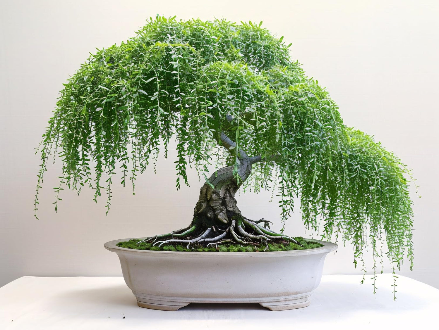 Weeping Willow Tree Cutting - Thick Trunk Start, Dwarf Bonsai Material. Grow Graceful Cascading Branches