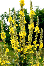 Great Mullein (Verbascum thapsus) - 50 Seeds Heirloom- Non GMO - Open Pollinated - Made in USA