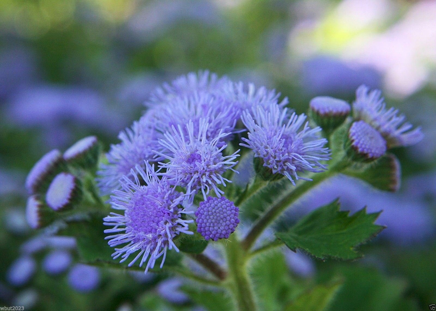 Flossflower Seeds,Garden Ageratum, Ageratum Mexicanum Blue Mink, Blueweed !(1000 Seeds)