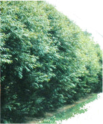50 Austree Hybrid Willows Easy Fast Growing!! Shade Privacy Wind Block