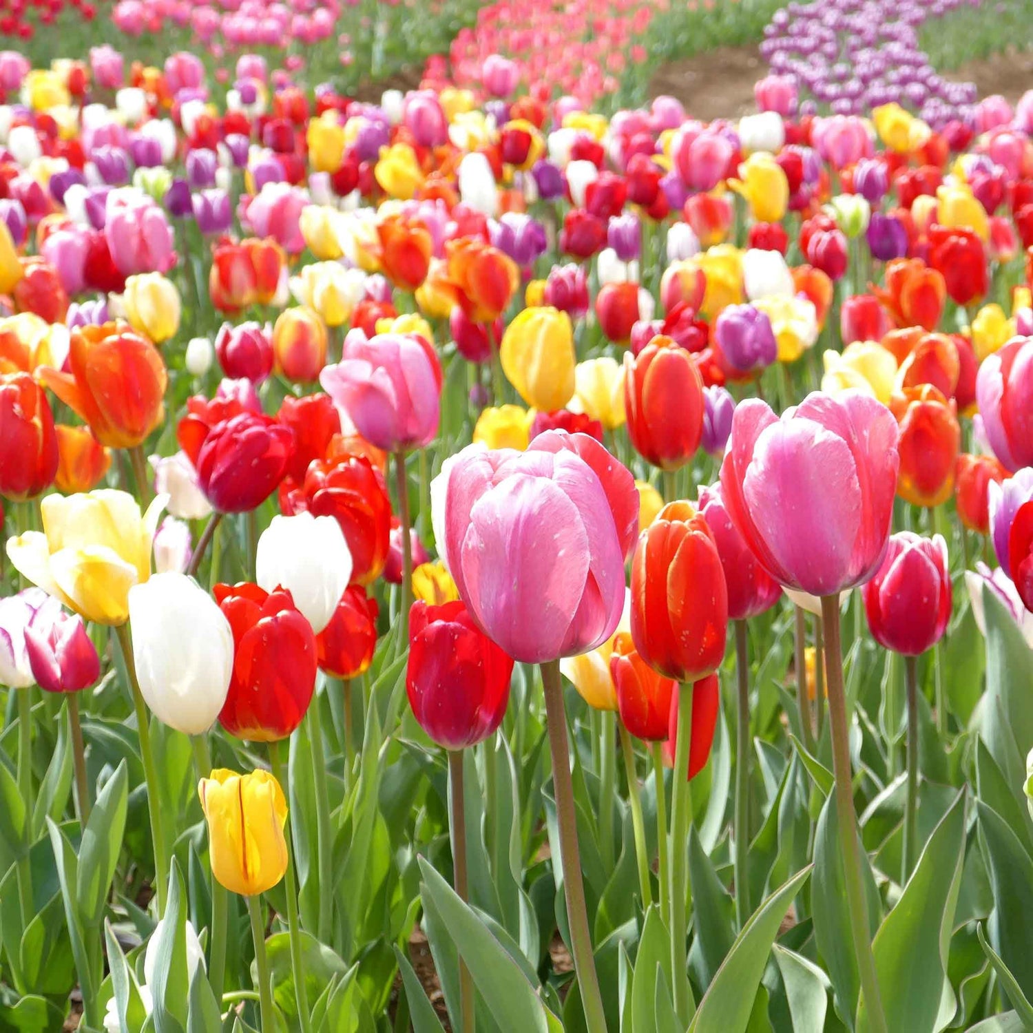 Eden Brothers Tulip Bulbs - Landscaper Mix Non-GMO Bulbs for Planting, 100 Bulbs | Low-Maintenance Flower Bulbs, Plant During Fall Season, Zones 3, 4, 5, 6, 7, 8