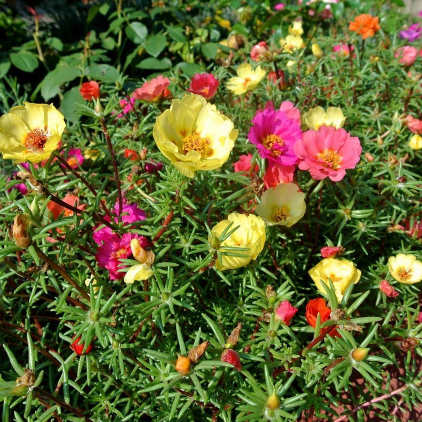 1,000+ Purslane Seeds Green | Non-GMO | Fresh Garden Seeds | Portulaca oleracea