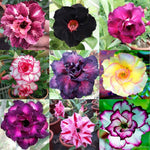 100 Mixed Color Desert Rose Seeds to Grow | 100 Seeds | Adenium Obesum Seeds to Grow.. Exotic Bonsai Plant