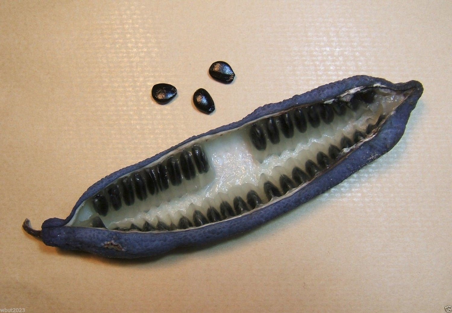 Decaisnea Fargesii - Blue Sausage Fruit - A.k.a. Blue-bean, Dead Man's Fingers(5 Seeds)