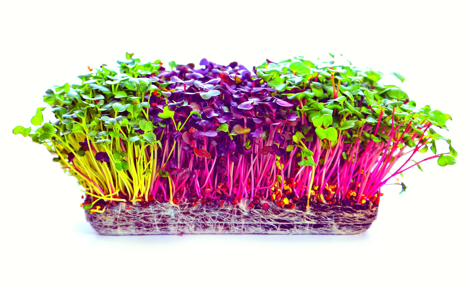 Microgreens Trio - Alfalfa, Radish, Red Amaranth Seeds - 600 Seeds Total, 200 of Each