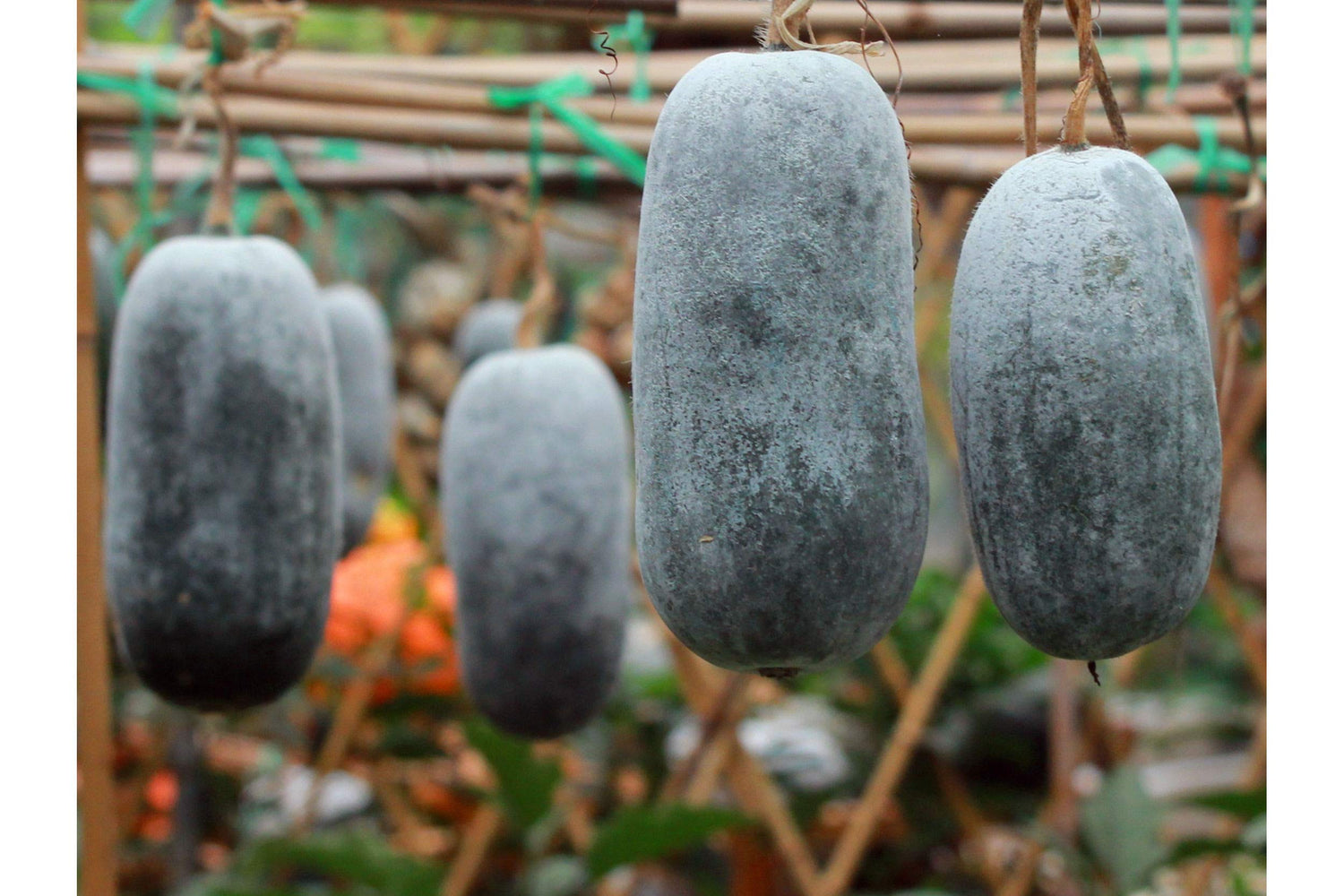 Serendipity Seeds Brand -Winter Wax Melon Benincasa hispida 10 Seeds White Gourd Seeds Long Shelf Life Good Producer Natural Non GMO
