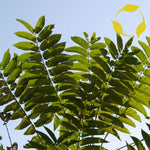 NP - Tree of Heaven Ailanthus Altissima 10 Seeds - OMS - Flower Decoration Vegetable Plant Seedling for Your Garden Decoration