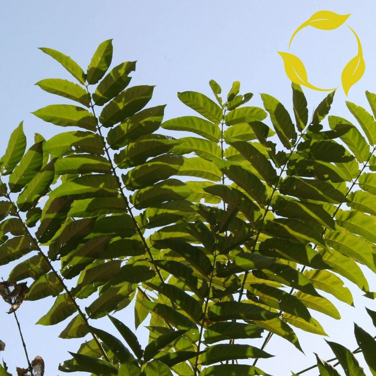 NP - Tree of Heaven Ailanthus Altissima 10 Seeds - OMS - Flower Decoration Vegetable Plant Seedling for Your Garden Decoration