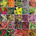 Coleus blumei Rainbow Mix 250 seeds Beautiful Foliage Eye catching