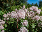 New Jersey Tea Seeds for Planting (50 Seeds) - Blooming Shrub