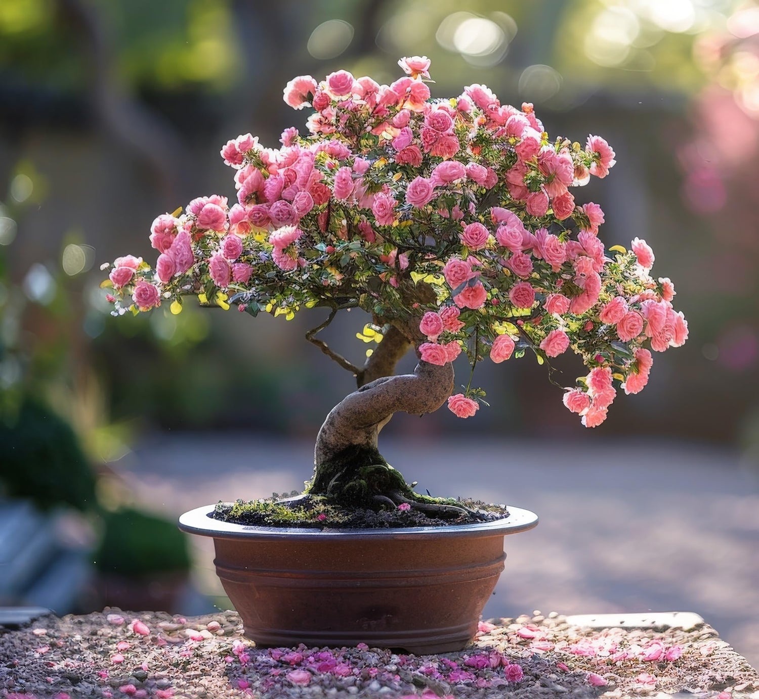 Woods Rose Bonsai Tree Seeds for Planting - 30 Seeds - Flowering Rose Bonsai