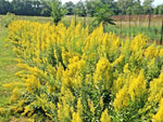Showy Goldenrod Seeds Perennial American Native Wildflower Butterflies Bees jocad (100+ Seeds)