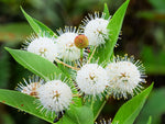 Buttonbush Plants for Growing - Live Plants - No Ship to California