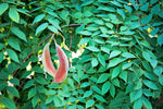 Kentucky Coffee Tree Seedlings | Grow Live Tree Plants - No Ship to California