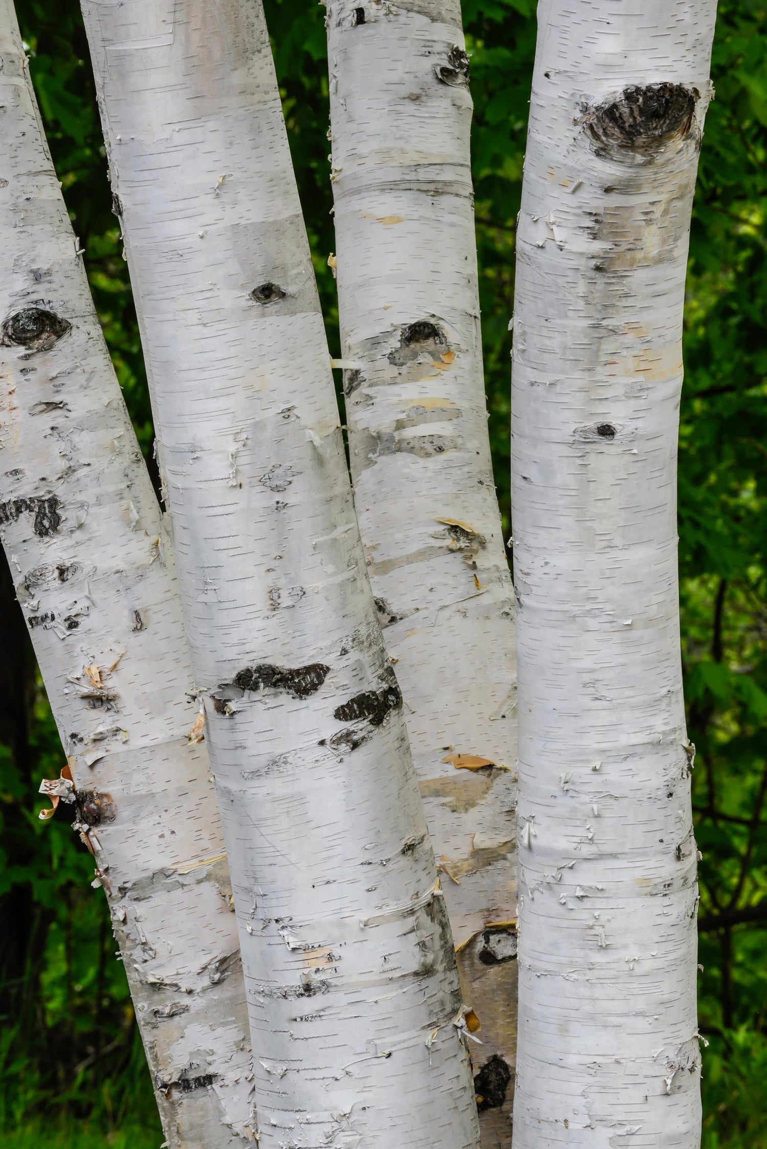 3 White Paper Birch Seedlings for Planting - Betula papyrifera - Stunning White Bark