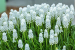 White Muscari Bulbs, Grape Hyacinth - Beautiful Spring Blooms, Perennial Garden Flowers