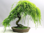 Cascading Strength Willow Bonsai Tree Cutting to Grow