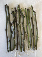 yunakesa 10 Rooted Sweet Potato Slips Fresh Cutting Vines with Roots Easy to Grow
