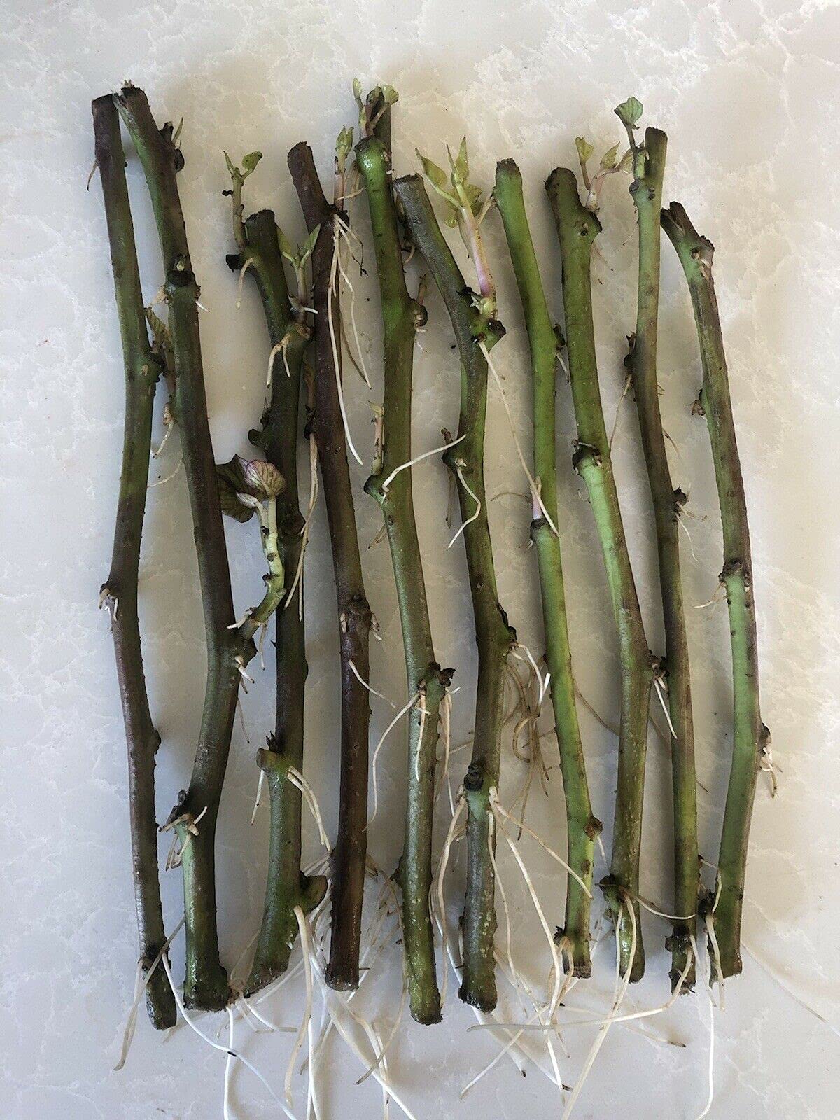 yunakesa 10 Rooted Sweet Potato Slips Fresh Cutting Vines with Roots Easy to Grow