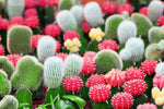 Cactus Seeds Mix - 100 Seeds - Ships from Iowa, USA - Grow Exotic Cacti